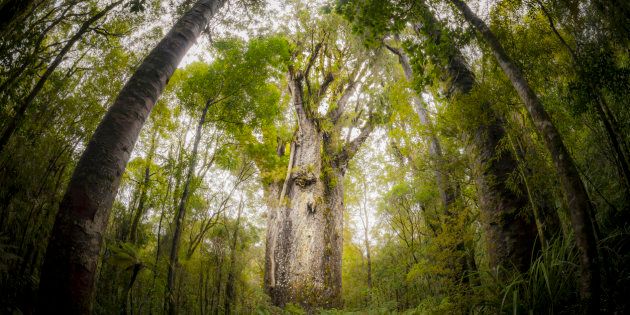 Old trees in New Zealand provided data, along with corals, ice cores and more.