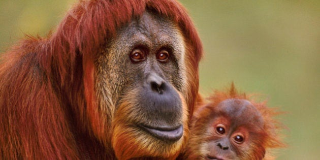 Sumatran orangutan with baby, Pongo abelii, Native to Sumatra