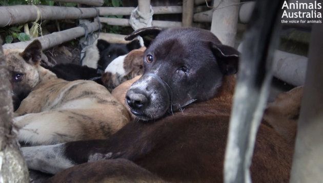 Dogs are bound and held in a pen in Bali before being slaughtered.