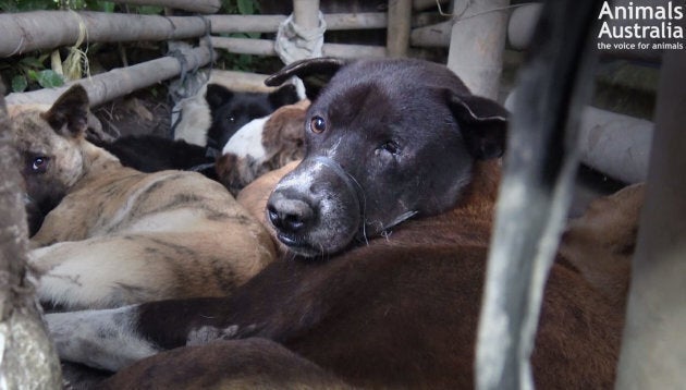 Dogs are bound and held in a pen in Bali before being slaughtered.