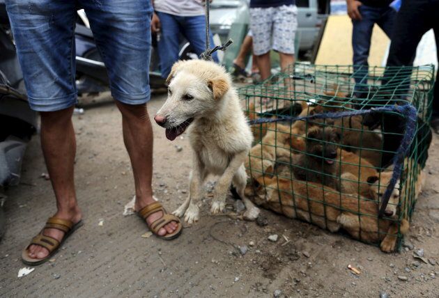 It's estimated around 10,000 dogs are killed and eaten during the Yulin festival each year.