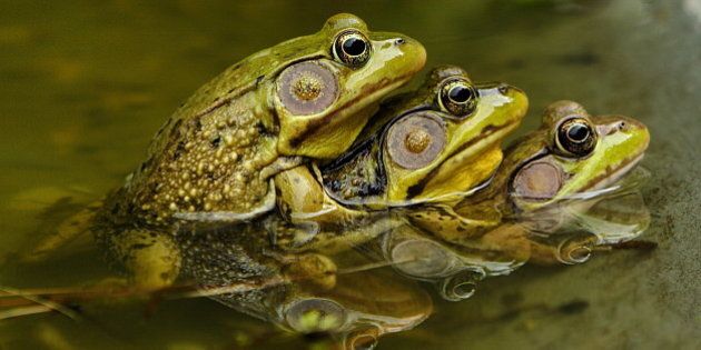 Frogs Mating Symmetrical Water Reflection