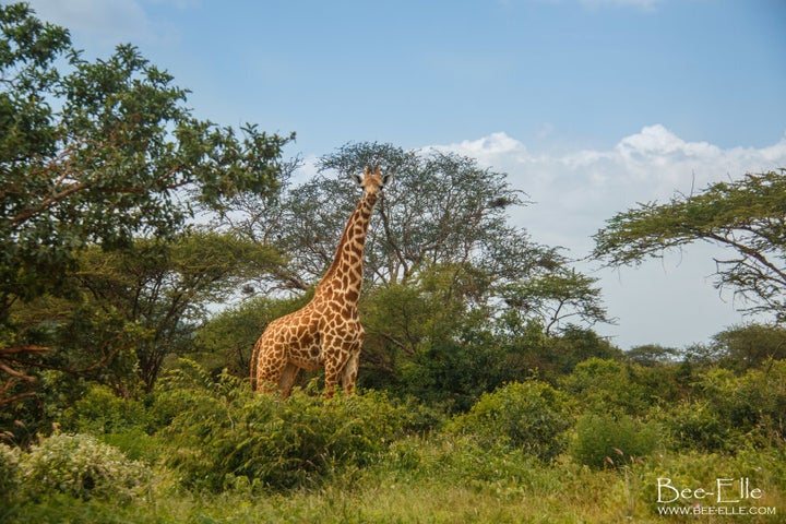 Last year, based on the latest research findings, the IUCN escalated the giraffe's classification from 'least concern' to 'vulnerable to extinction'.