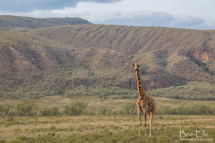 Widespread habitat loss, poaching for bushmeat and trophy hunting are affecting their survival.