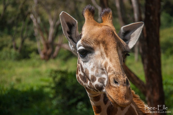 Four different species of giraffe are now thought to exist: the southern, the Maasai, the reticulated and the northern giraffe. If this species variation is recognised, 3 out of 4 giraffe would be rendered endangered or critically endangered.