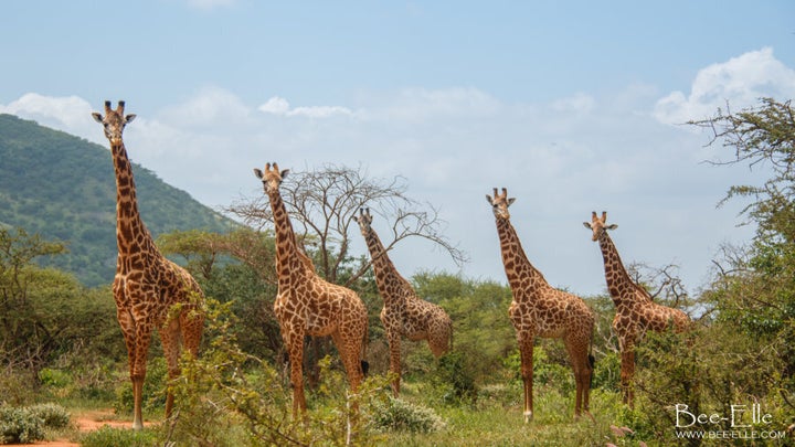 Further threats to the giraffe include trophy hunting and poaching for their tails, skin and hair for cultural practices, jewellery and traditional medicine.