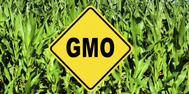 GMO yellow sign with the corn crop in the background