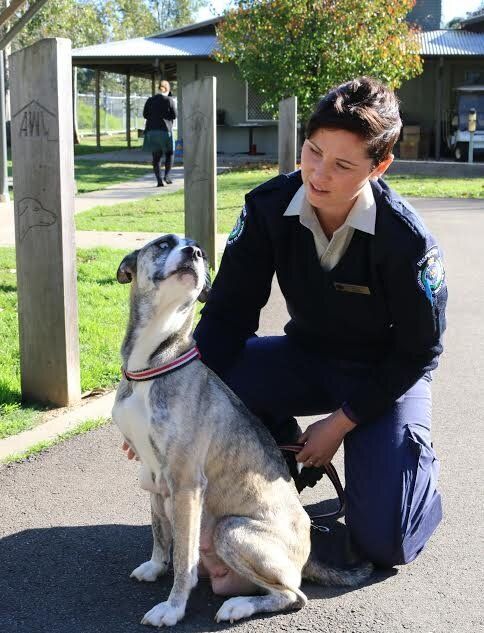 Rescued mother dog with Inspector in Training Alexandra Rowe.