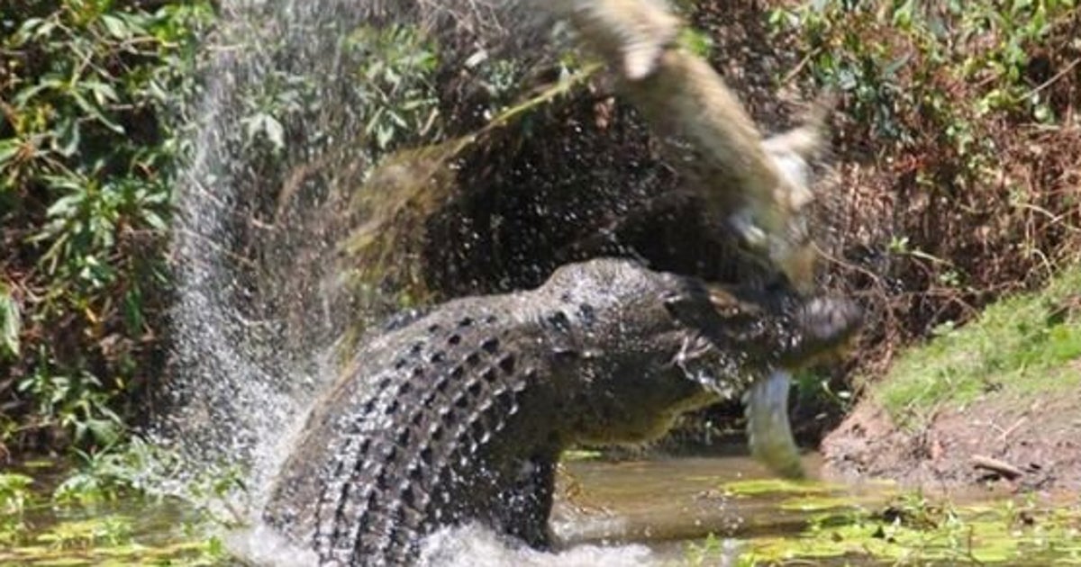 These Terrifying Pictures Of Two Crocodiles Fighting Confirm You Need