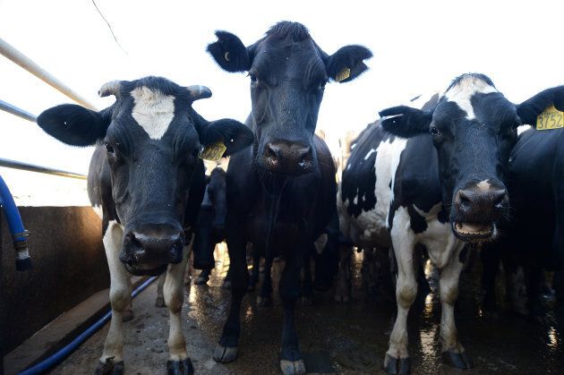 Dairy farmers are shutting up shop as global milk prices reach all-time lows.