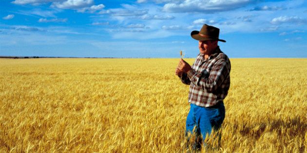 Wheat farmer checking crop at Warracknabeal, Wimmera region, Victoria, Australia