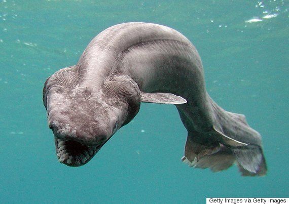 Terrifying Sea Creatures That Will Make You HuffPost null