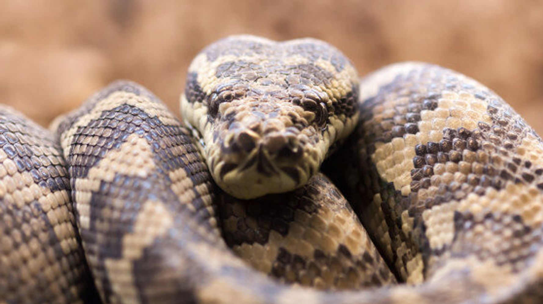 Змея перевод на английский. Ковровый питон Morelia spilota variegata. Ковровый питон Вариегата.