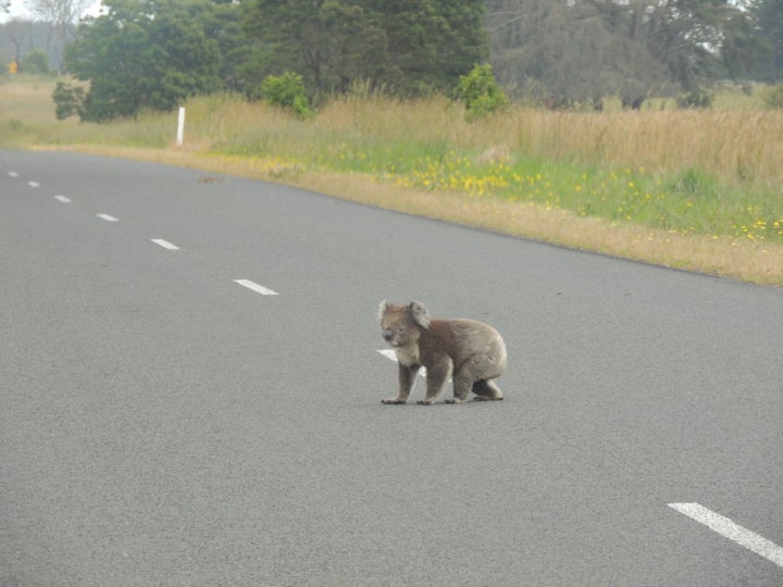 Koalas and roads don't mix.