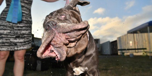 Martha shakes water off her head after winning this year's World's Ugliest Dog Competition. 