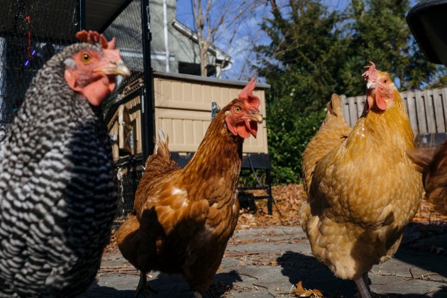 These aren't Peter's chickens but they're very handsome (should that be "hensome"?) so we henbedded them in the story anyway.