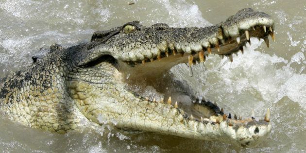 A large saltwater crocodile shows aggression as a boat passes by on the Adelaide river 60 kilometers (35 miles) from Darwin in Australia's Northern Territory, Saturday, Oct. 15, 2005. Crocodiles are a large very aggressive carnivore with adult males reaching sizes of up to 6 or 7 meters (20 to 23 feet), and females being smaller at 2.5 to 3 meters (8 to 10 feet). These ancestors of the long extinct dinosaurs are a territorial animal that have been known to attack small boats and killing people.(AP Photo/Rob Griffith)