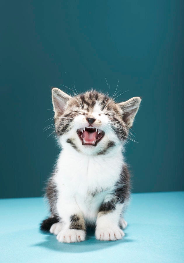 Sucking your hair might mean your cat wasn't weaned properly as a kitten.