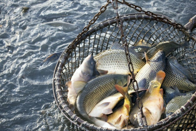 In America, a fifth of all fish on the market has been illegally caught.