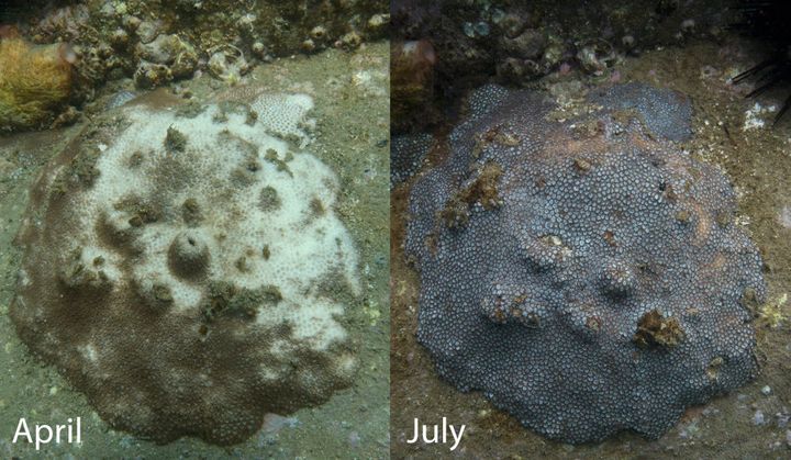 The same Sydney Harbour coral three months apart