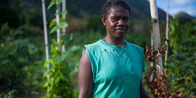 Lewie holds onto the dead leaves and stem of a yam vine. Yam is among the traditional food of Vanuatu, typically eaten every day in every meal. They have been unable to harvest yam this year due to longfella drae taem (an extended dry time).