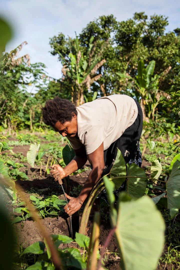 Mother of six, Flora, digs in her garden for Taro ahead of that night's dinner. The women of Vanuatu are extremely hardworking women. Preparation of family meals almost commences immediately after consuming the previous one.