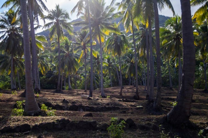 This plantation used to be filled with water taro, though the Chief of Wusi has now taken it over for his copra plantation and grazing cows. Rice is bought with the money made from copra to supplement a diminishing traditional diet.