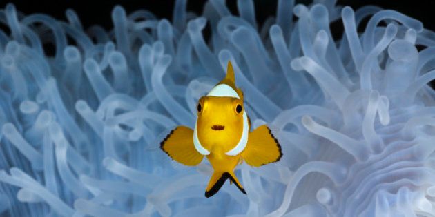(GERMANY OUT) Juvenile Clown Anemonefish in bleached Sea Anemone, Amphiprion ocellaris, Heteractis magnifica, Cenderawasih Bay, West Papua, Indonesia (Photo by Reinhard Dirscherl/ullstein bild via Getty Images)