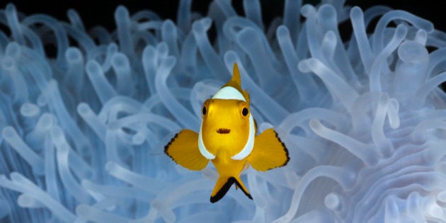 (GERMANY OUT) Juvenile Clown Anemonefish in bleached Sea Anemone, Amphiprion ocellaris, Heteractis magnifica, Cenderawasih Bay, West Papua, Indonesia (Photo by Reinhard Dirscherl/ullstein bild via Getty Images)