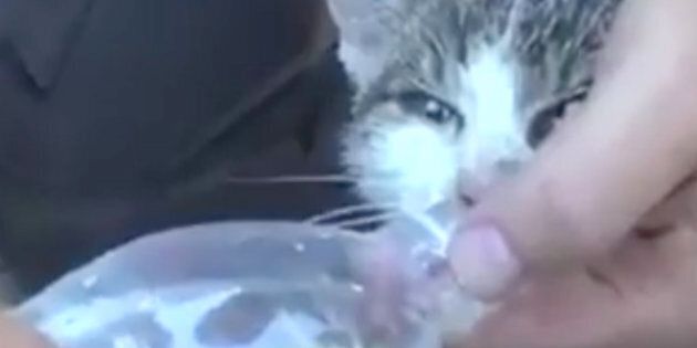 A cat that was pulled from the rubble of last weeks deadly earthquake in central Italy is seen