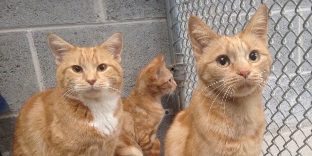 Abandoned Ginger Cat Family  Is A Rare Bonded Trio 