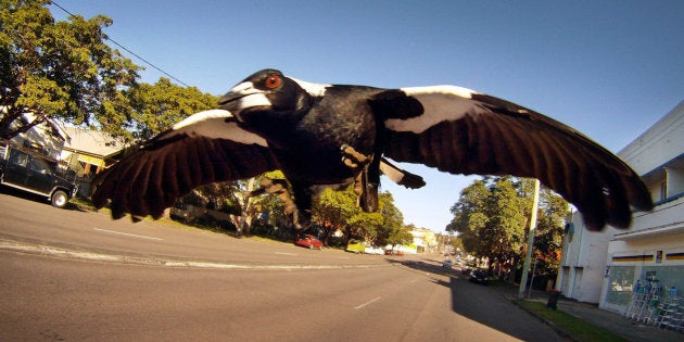 A magpie swoops a brave photographer.