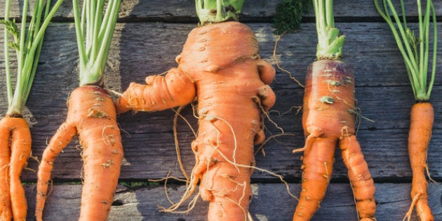 Trendy ugly organic carrot from home garden bed on barn wood table, Australian grown. Color-toning effect applied.