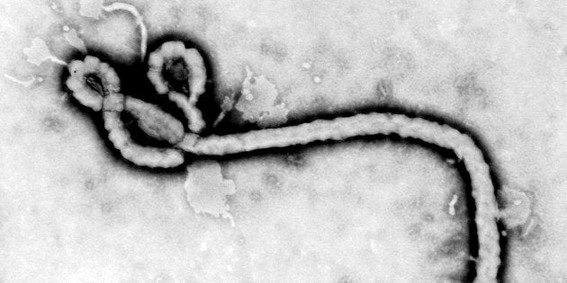 A study of Ebola survivors in Liberia has revealed that the virus can stay in some men's semen for over a year.