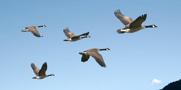 A large flock of Canada geese took out both engines of a US Airways flights in 2009, forcing the pilot to crash-land on the Hudson River.