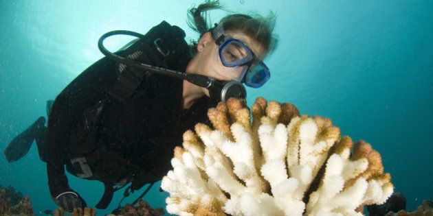 scuba diver scrutinizes a bleached wart coral that is a consequence of global warming