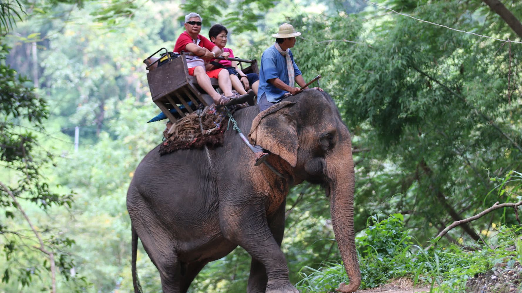 This is what years of tourist rides do to an elephant