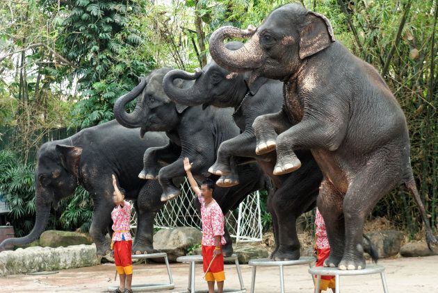 Elephants should not have to perform tricks.