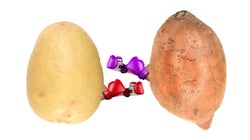 Spud Wars: Is Potato Or Sweet Potato