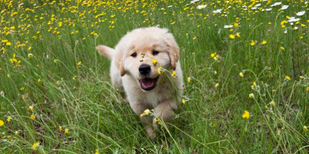 Golden Retriever puppy running in wild flowers