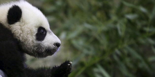 Giant Pandas have been moved from endangered to vulnerable after an estimated increase in their numbers.