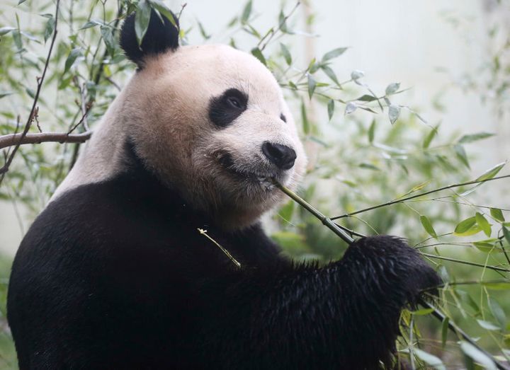 Tian Tian, a giant panda eats bamboo in the outdoor enclosure at Edinburgh Zoo ,Scotland April 12, 2016. The number of panda reserves is at 67, and they protect nearly two-thirds of all wild pandas.