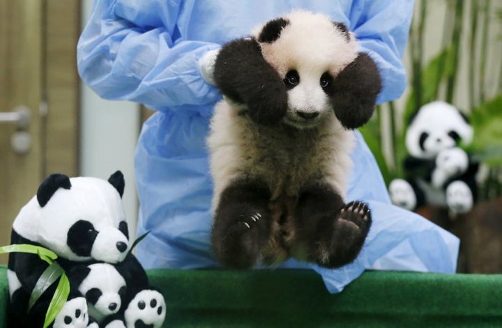A three-month old female giant panda cub on display to the public for the first time at the national zoo in Kuala Lumpur, Malaysia, in 2015. About 10 percent of the Giant Panda population are estimated to be cubs.