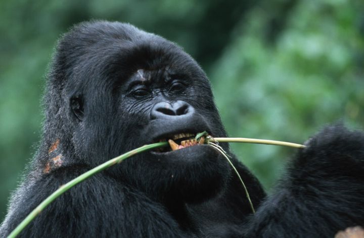 Hunting, war and loss of land over the past 20 years have led to a "devastating population decline of more than 70 per cent," for the eastern gorilla, said the IUCN' update said.