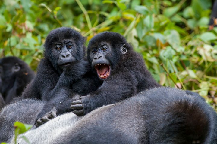 A Familiy of Eastern Lowland Gorillas lingering around the family leader, or 'Silverback', in the Democratic Republic of Congo