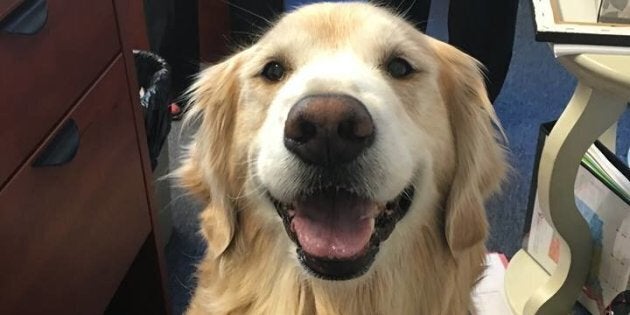 Lily, the therapy dog.