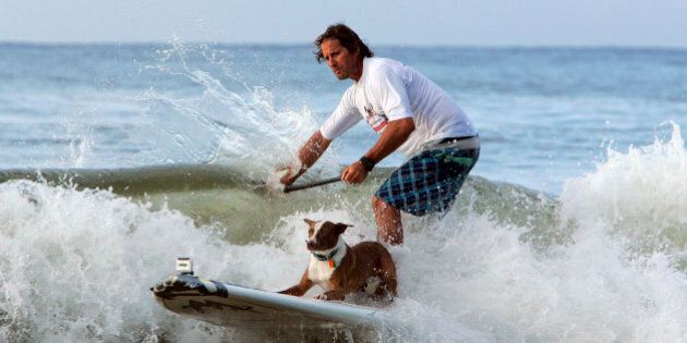 QUEENSLAND, AUSTRALIA - MARCH 12: In this handout provided by Friends Furever, Chris De Aboitiz rides a wave with his surf dog during the Surfing Dog Spectacular on March 12, 2012 at Noosa beach in Queensland, Australia. The VetShopAustralia.com.au Surfing Dog Spectacular was the first official dog surfing event held in Australia, and opened the Noosa Festical of Surfing. (Photo by James Robertson/Friends Furever via Getty Images)