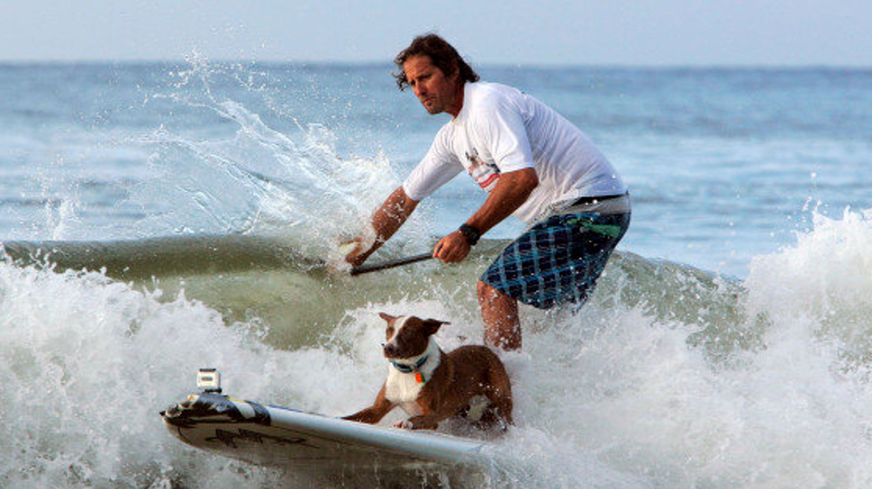 Dogs On Surfboards Are The Best Thing About The Noosa Festival Of Surfing Huffpost News