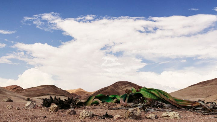 Namibia: The Desert