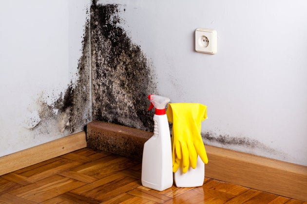 How To Get Rid Mould In Your Home